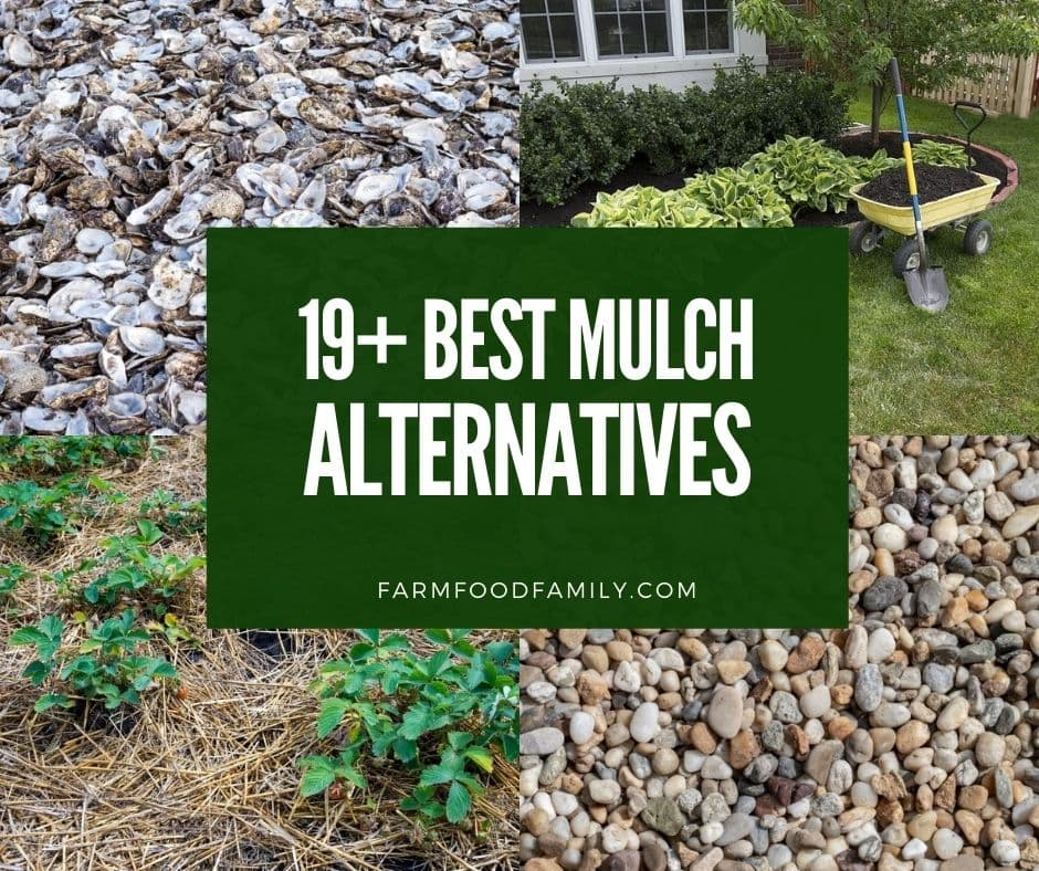 What To Use In Flower Beds Besides Mulch | Best Flower Site for Cheap Alternatives To Mulch Garden Beds