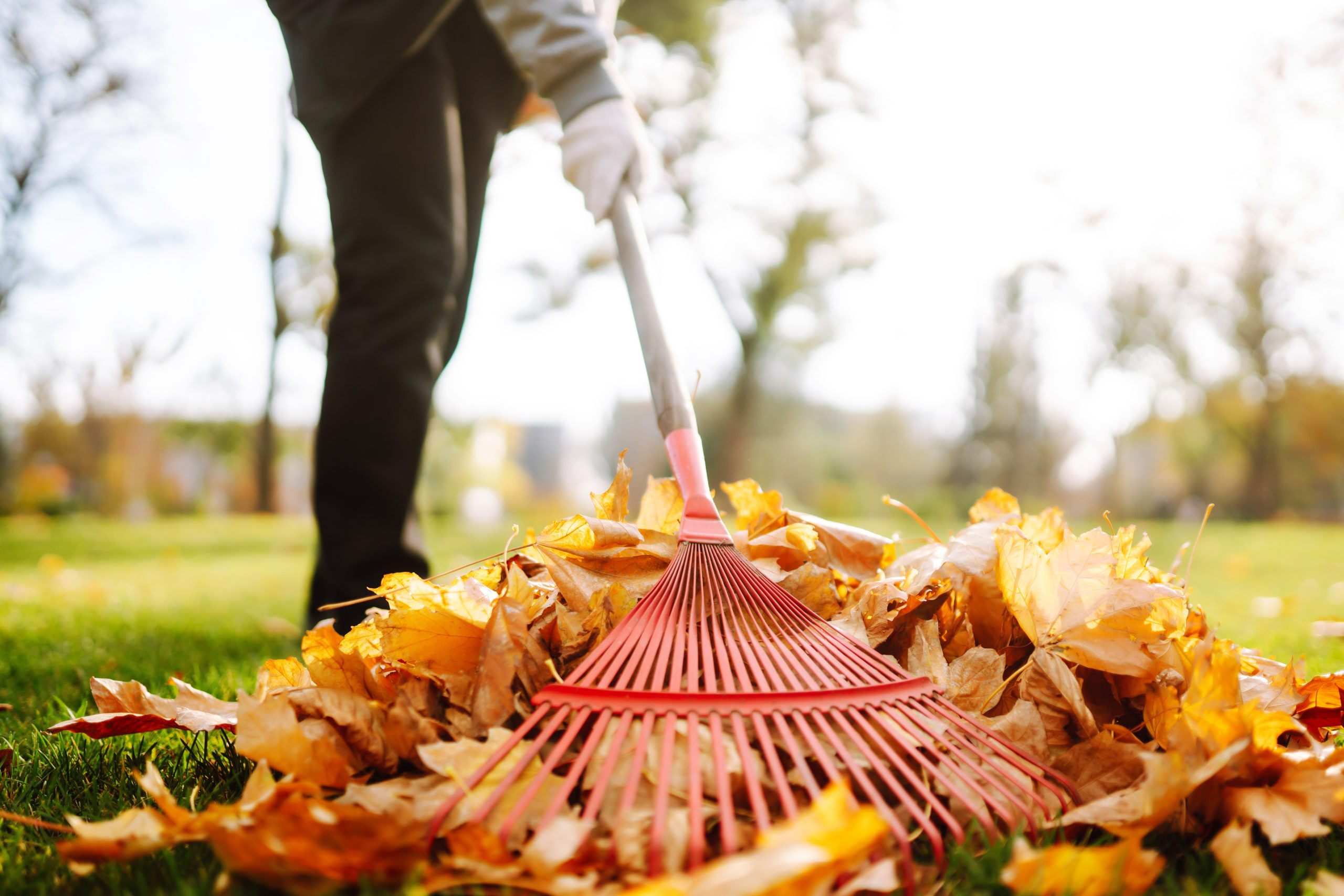 10 Fall Yard Cleanup Tasks To Prevent Pests inside How Much Does Leaf Removal Service Cost