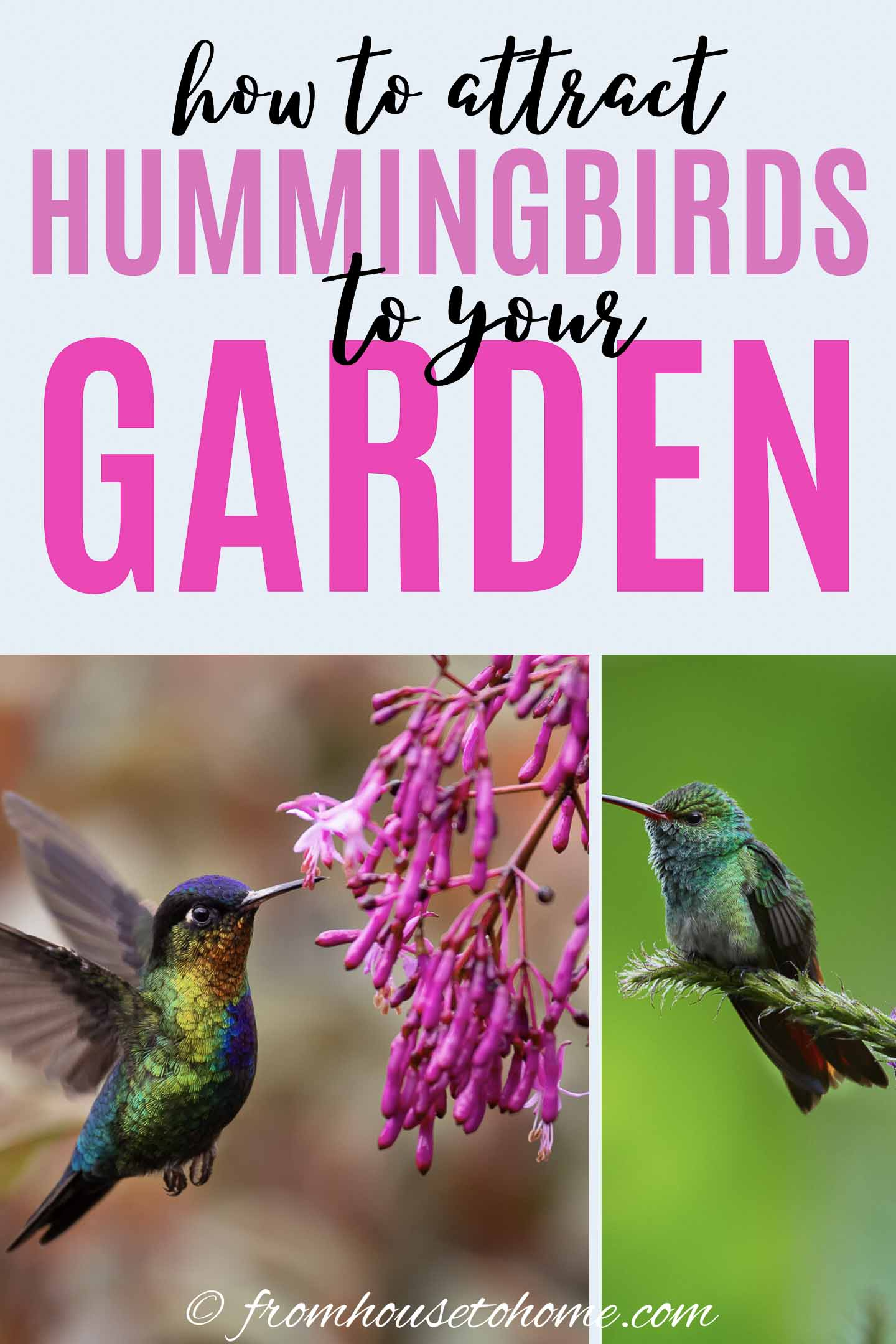 10 Hummingbird Garden Ideas For Your Backyard within Simple Layout Changes That Make Your Garden Irresistible to Hummingbirds This Year