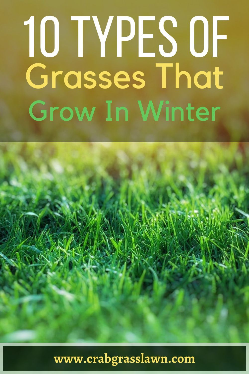 10 Types Of Grasses That Grow In Winter – Artofit pertaining to A Guide to Choosing the Right Grasses for Structural Depth and Winter Color