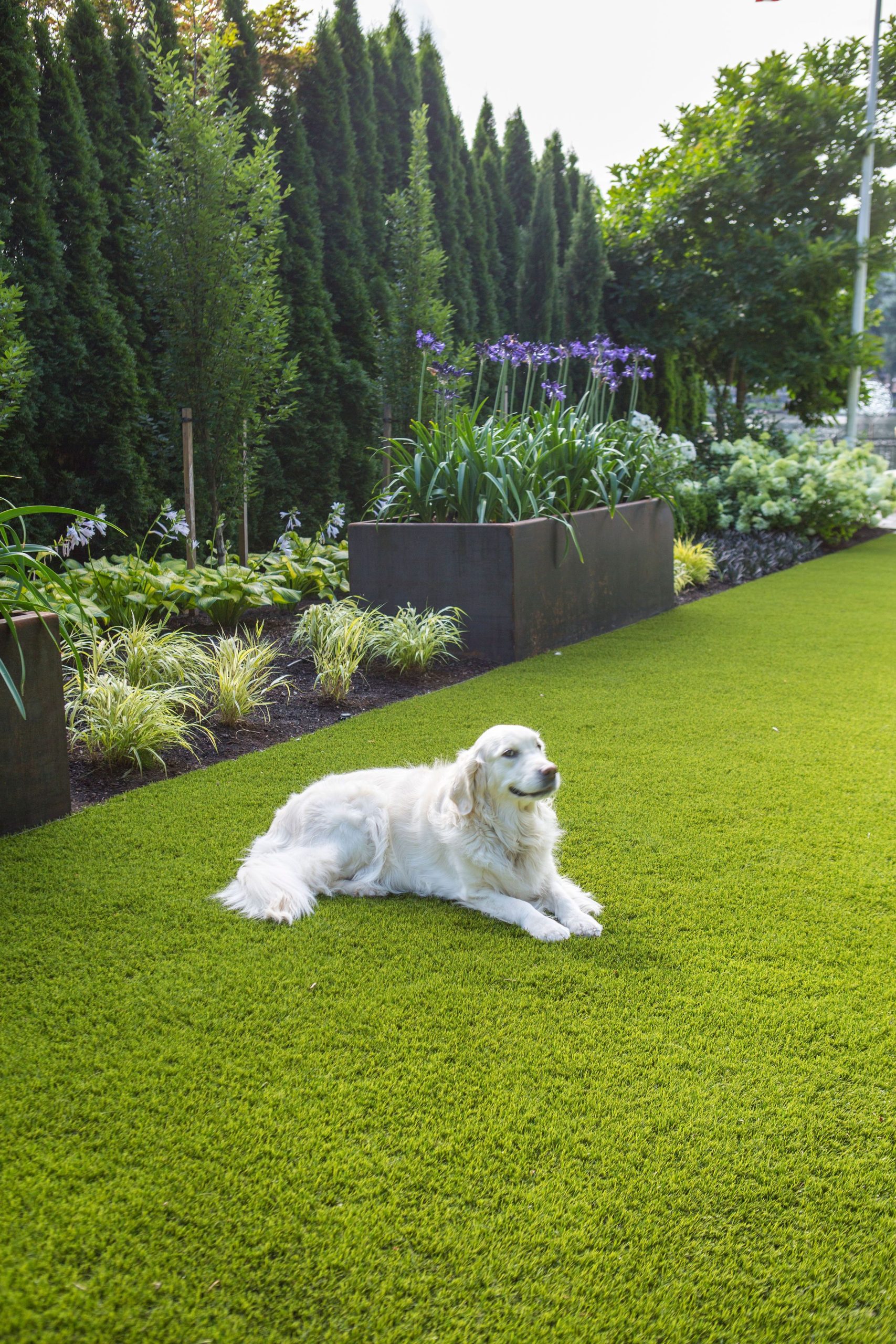 13 Dog Friendly Landscaping Ideas – Artofit with Dog Friendly Backyard Landscaping Ideas