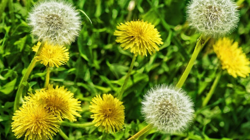 20 Reasons Why Dandelions Belong In Your Yard (And Why They&amp;#039;re More ... with How To Remove Dandelions From Lawn Naturally