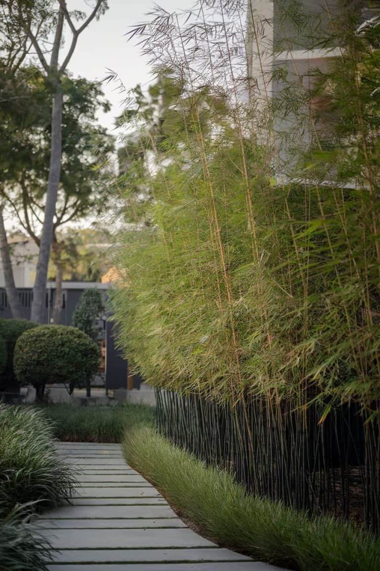 30 Creative Privacy Landscaping Ideas To Elevate Your Backyard intended for Backyard Privacy Landscaping Ideas