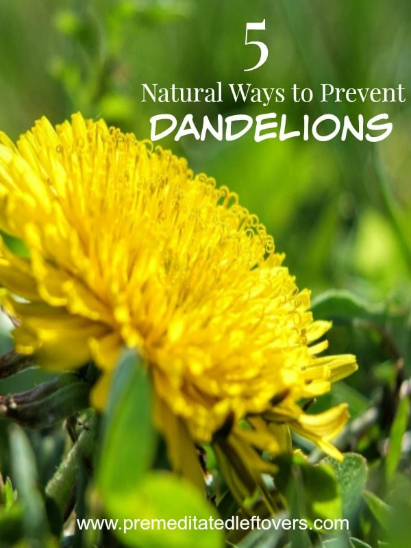 5 Natural Ways To Prevent Dandelions in Smart and simple organic strategies to outsmart persistent backyard dandelions