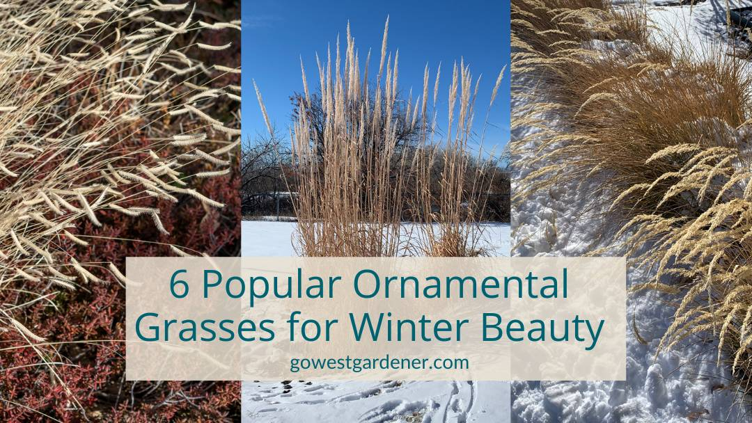 6 Popular Ornamental Grasses To Create A Prettier Winter Garden in Ornamental Grasses For Backyard Landscaping