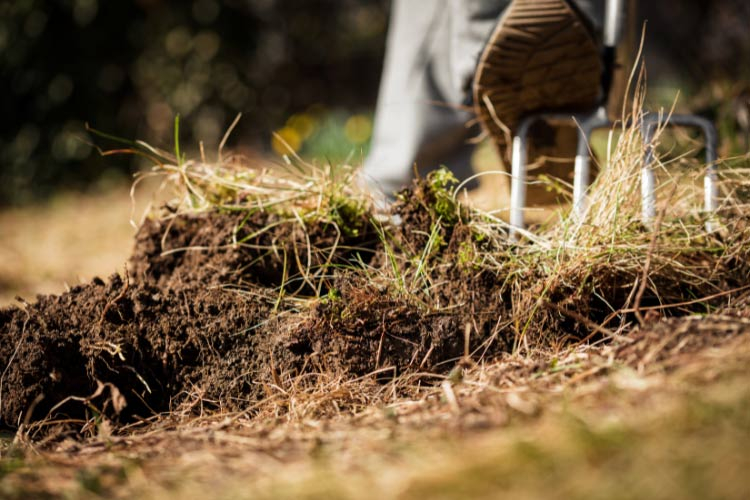 9 Easy & Affordable Ways To Revive A Dead Lawn - The Backyard Pros throughout The Simple Four Step Process to Revive a Dead Lawn Without Breaking the Bank