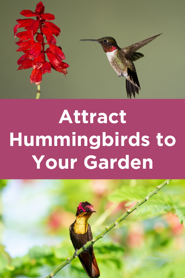 Attract Hummingbirds To Your Garden | How To Attract Hummingbirds ... with Simple Layout Changes That Make Your Garden Irresistible to Hummingbirds This Year