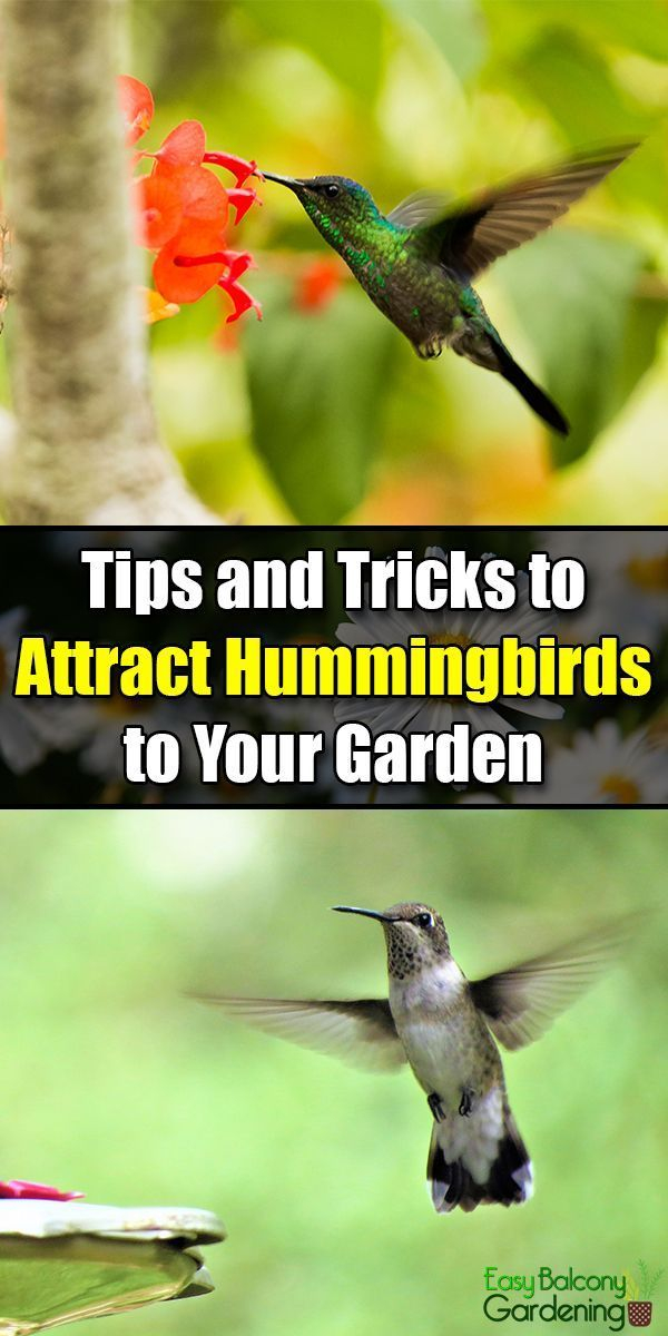 Attract Hummingbirds To Your Garden within Simple Layout Changes That Make Your Garden Irresistible to Hummingbirds This Year