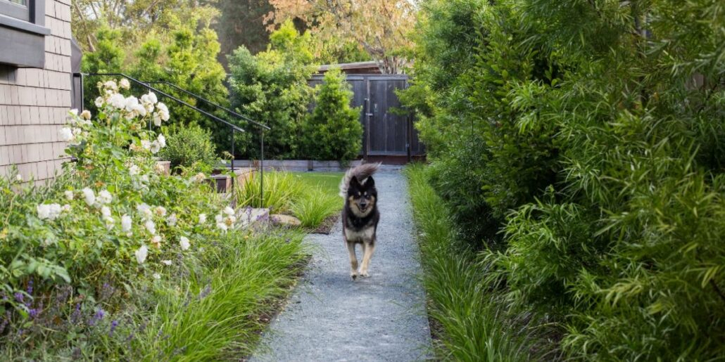 Backyard Ideas For Dogs | Best Dog-Friendly Landscaping with Modern Pet-Friendly Landscaping Trends That Every Dog Parent Needs to Know