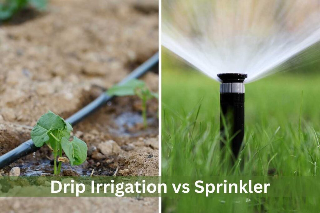 Difference Between Drip And Drop At Marcus Dacomb Blog in Budgeting for Drop by Drop Watering and Understanding Your Irrigation Estimates