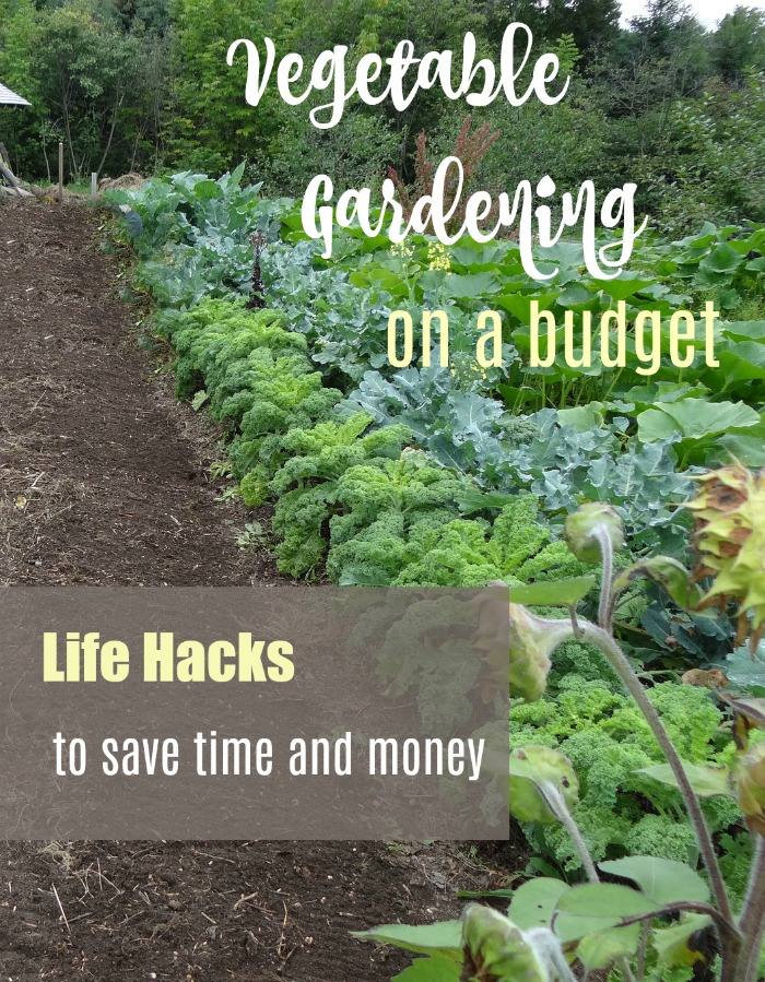 Diy Garden Ideas On A Budget - 30+ Inexpensive Vegetable Garden Hacks with Landscaping Hacks To Save Money
