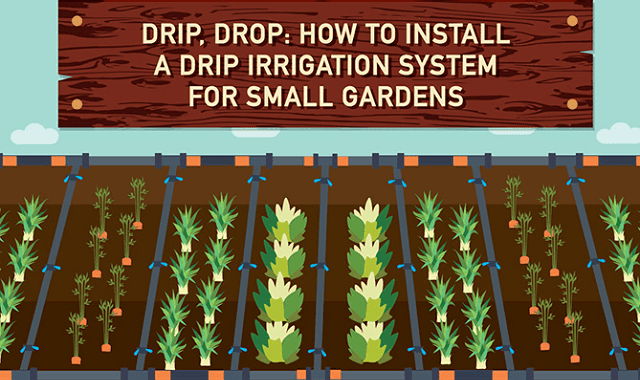 Drip, Drop: How To Install A Drip Irrigation System For Small Gardens # ... regarding How Much Does Drip Irrigation Cost