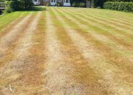 Dry Weather? How To Protect Your Lawn During Drought Conditions - Lawn ... with How To Fix Muddy Backyard Cheap