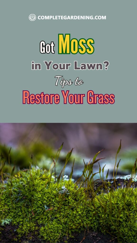 Got Moss In Your Lawn? – Tips To Restore Your Grass - Complete Gardening with Moss Lawn Ideas Low Maintenance