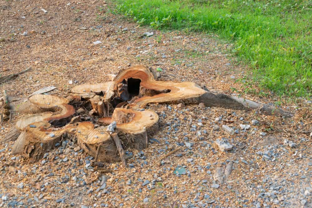 How Much Does It Cost To Grind A Tree Stump Uk At Nathan Lozano Blog for Why Hardwood and Large Tree Stumps Cost So Much More to Grind Down