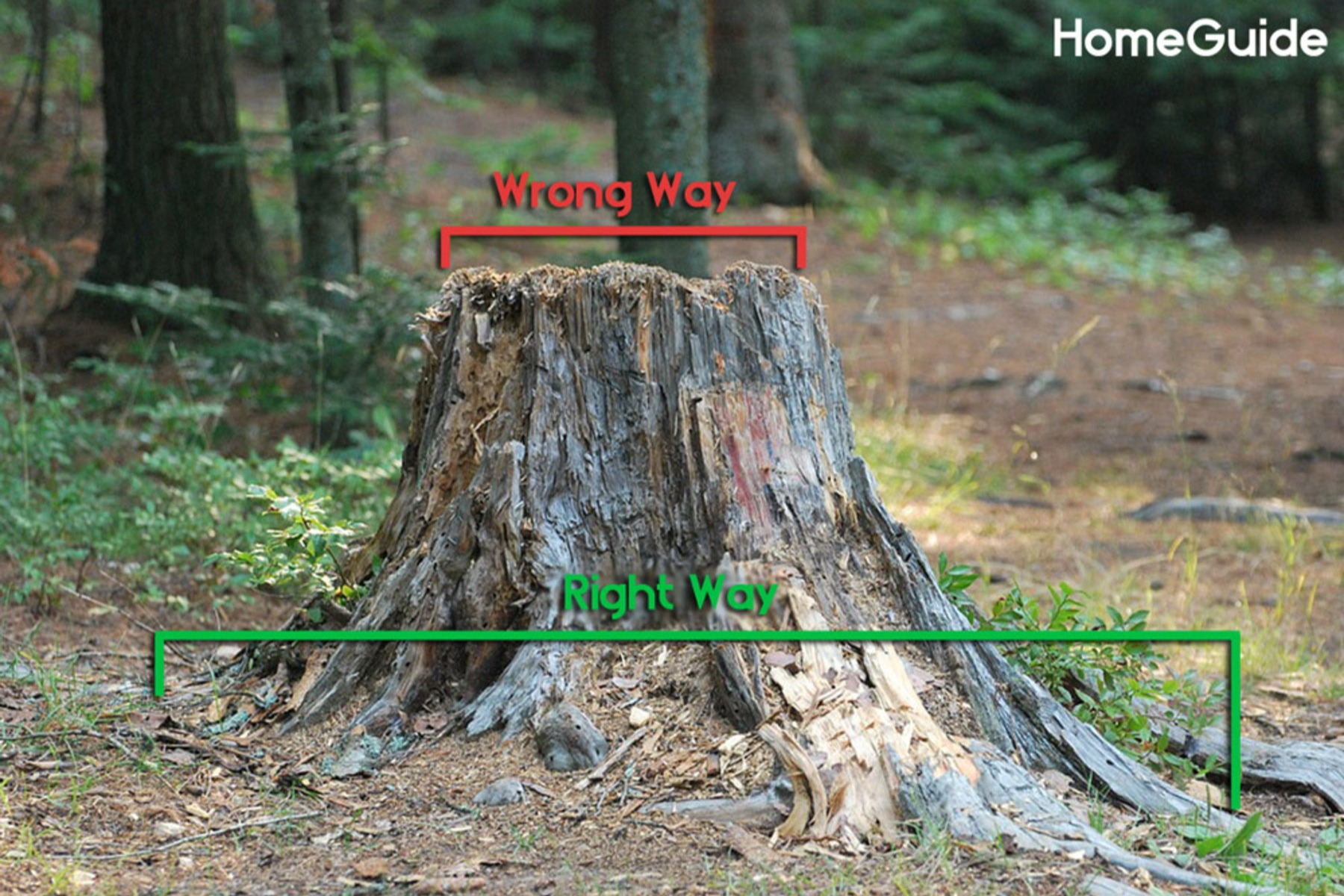 How Much Does Stump Grinding Cost? (2026) pertaining to Why Hardwood and Large Tree Stumps Cost So Much More to Grind Down