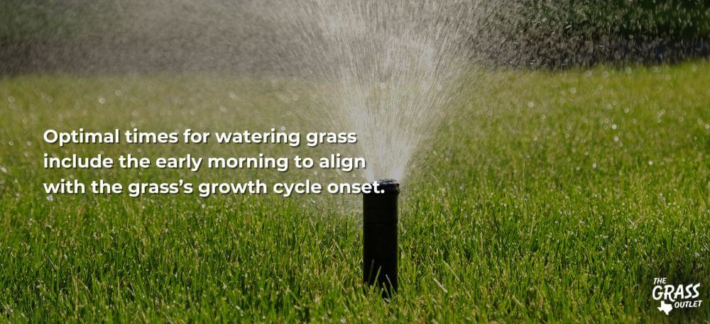 How Often To Water New Sod | The Grass Outlet intended for Best Time To Water Lawn Morning Or Evening