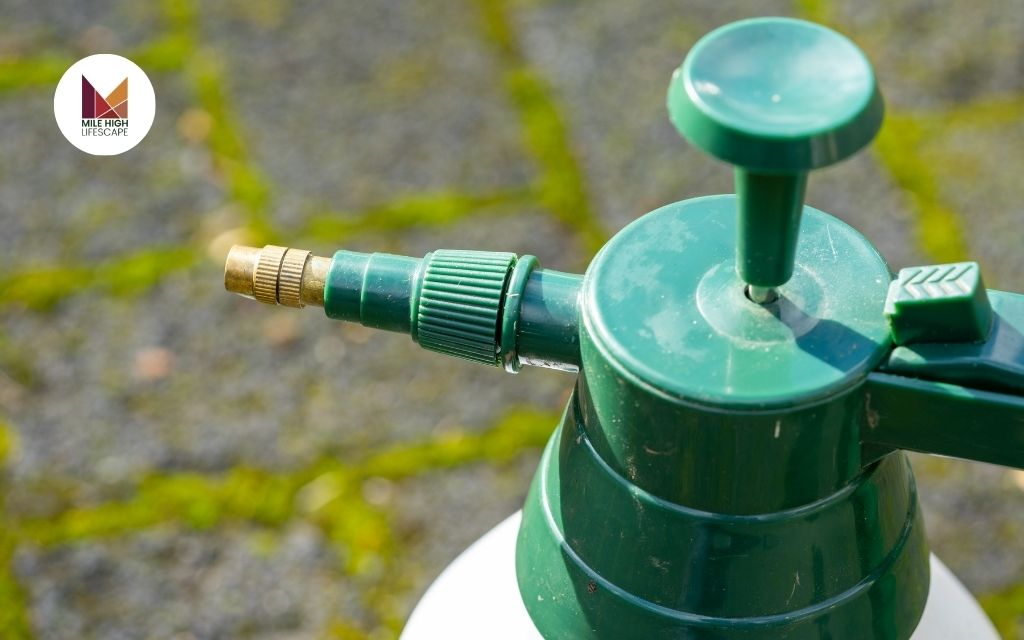 How To Find The Best Weed Control Services For Your Home throughout How To Get Rid Of Weeds In Lawn Organically