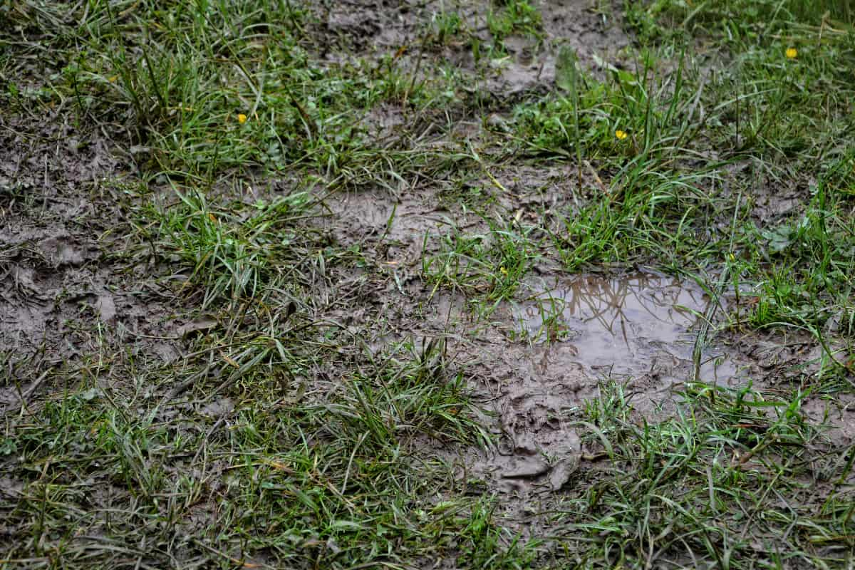How To Fix A Muddy Yard [Inc. With Dogs, In Winter, &amp;amp; More] throughout How To Fix Muddy Backyard Cheap