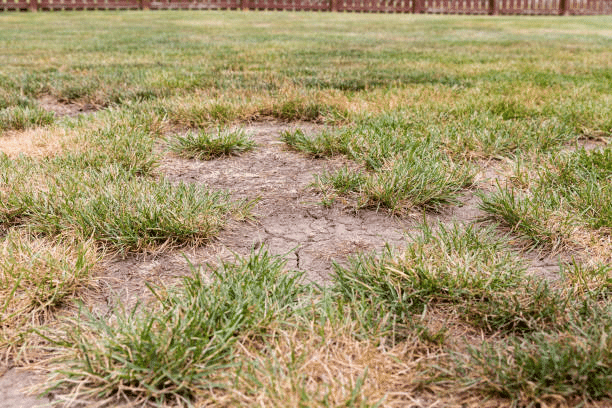 How To Fix Patchy Lawn | Best Grass Feed, Reseeding & Repair Tips within How To Fix Patchy Lawn Naturally
