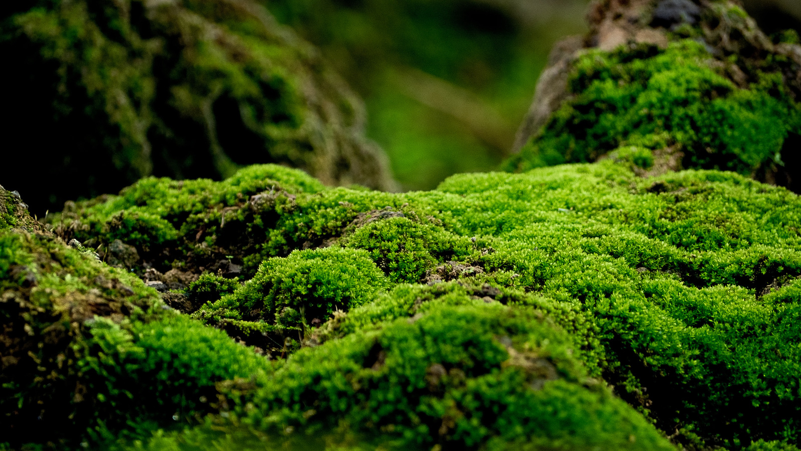 How To Grow Moss Instead Of Grass At Timothy Venning Blog intended for How to Build a Water Wise Moss Lawn That Stays Green All Year Round