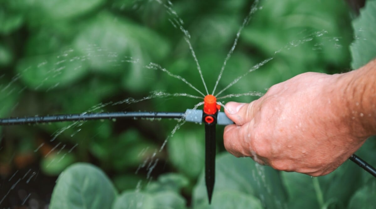 How To Install A Diy Drip Irrigation System In 9 Easy Steps with regard to Stop Dragging Hoses and Start Growing Better Vegetables with DIY Drip Irrigation