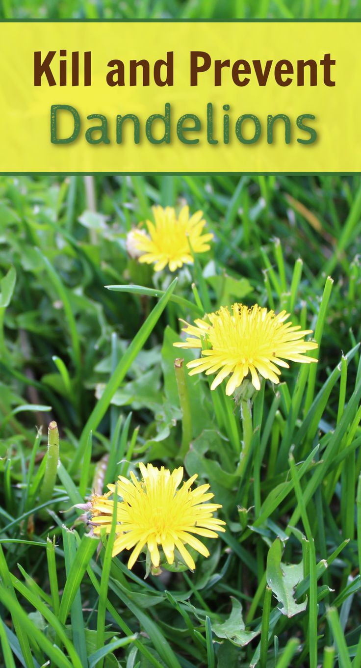 How To Kill Dandelions | How To Kill Dandelions, Lawn Care Schedule ... with How To Remove Dandelions From Lawn Naturally