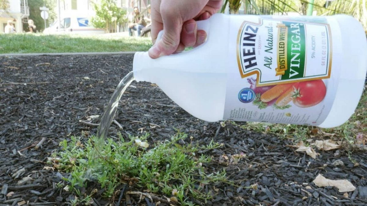 How To Properly Use Vinegar To Kill Weeds - Organize With Sandy intended for Why Boiling Water and Vinegar Might Be Your Best Weed Control Tools