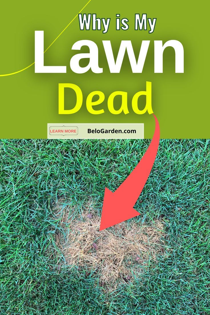 How To Revive A Dead Lawn Step By Step – Artofit with regard to How To Revive Dead Grass Patches