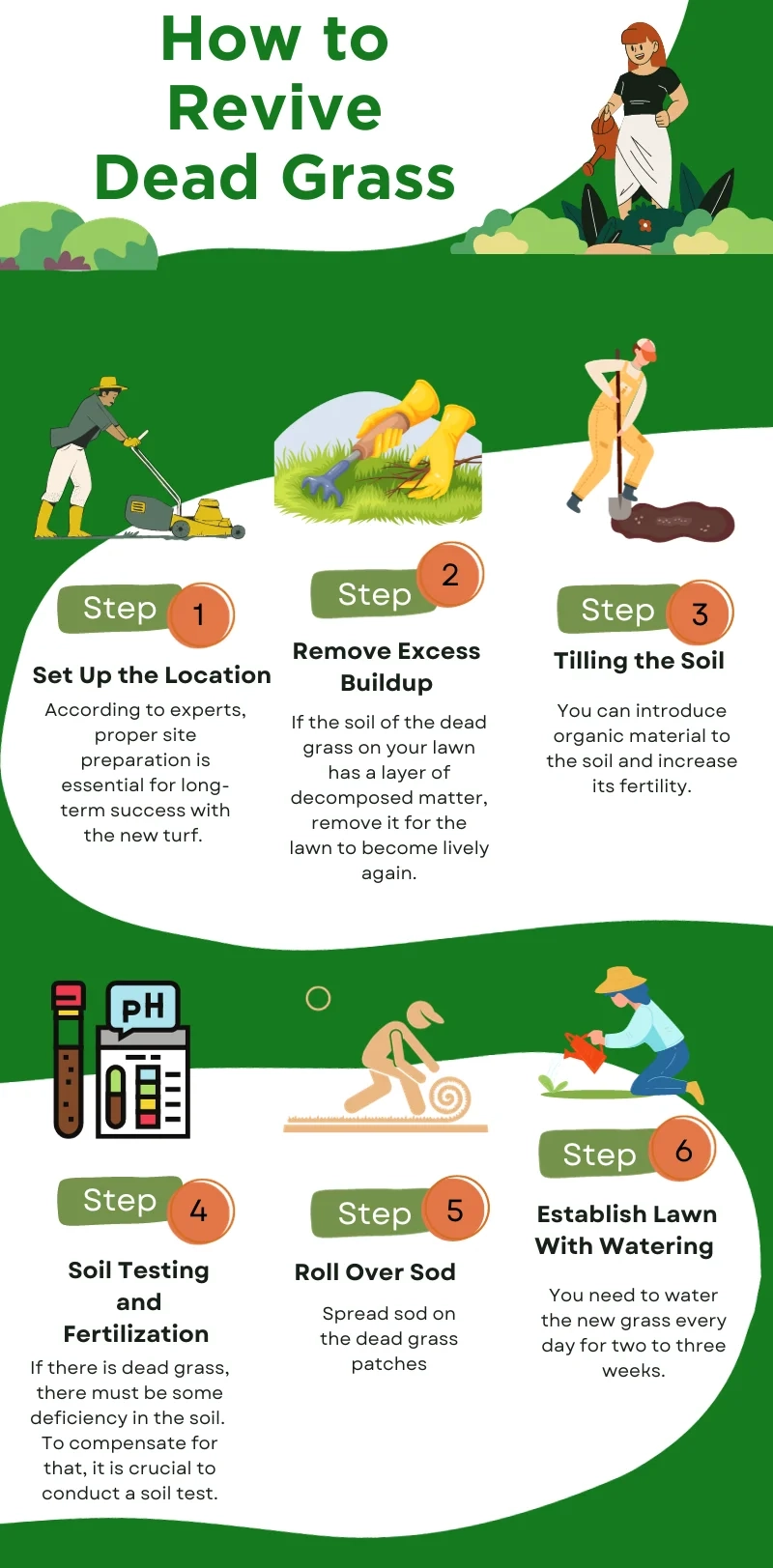 How To Revive Dead Grass: A 6-Step Beginner&amp;#039;s Guide with The Simple Four Step Process to Revive a Dead Lawn Without Breaking the Bank