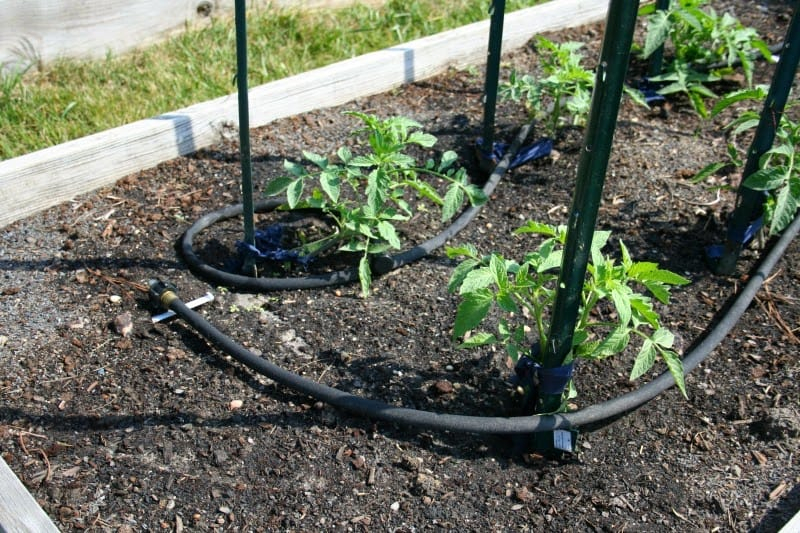 How To Use A Soaker Hose pertaining to How To Set Up Soaker Hose Garden