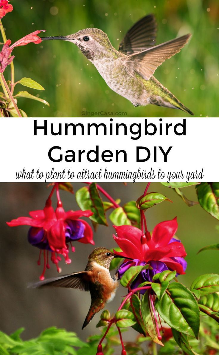 Hummingbird Garden Plan: Attract Hummingbirds To Your Yard inside Simple Layout Changes That Make Your Garden Irresistible to Hummingbirds This Year