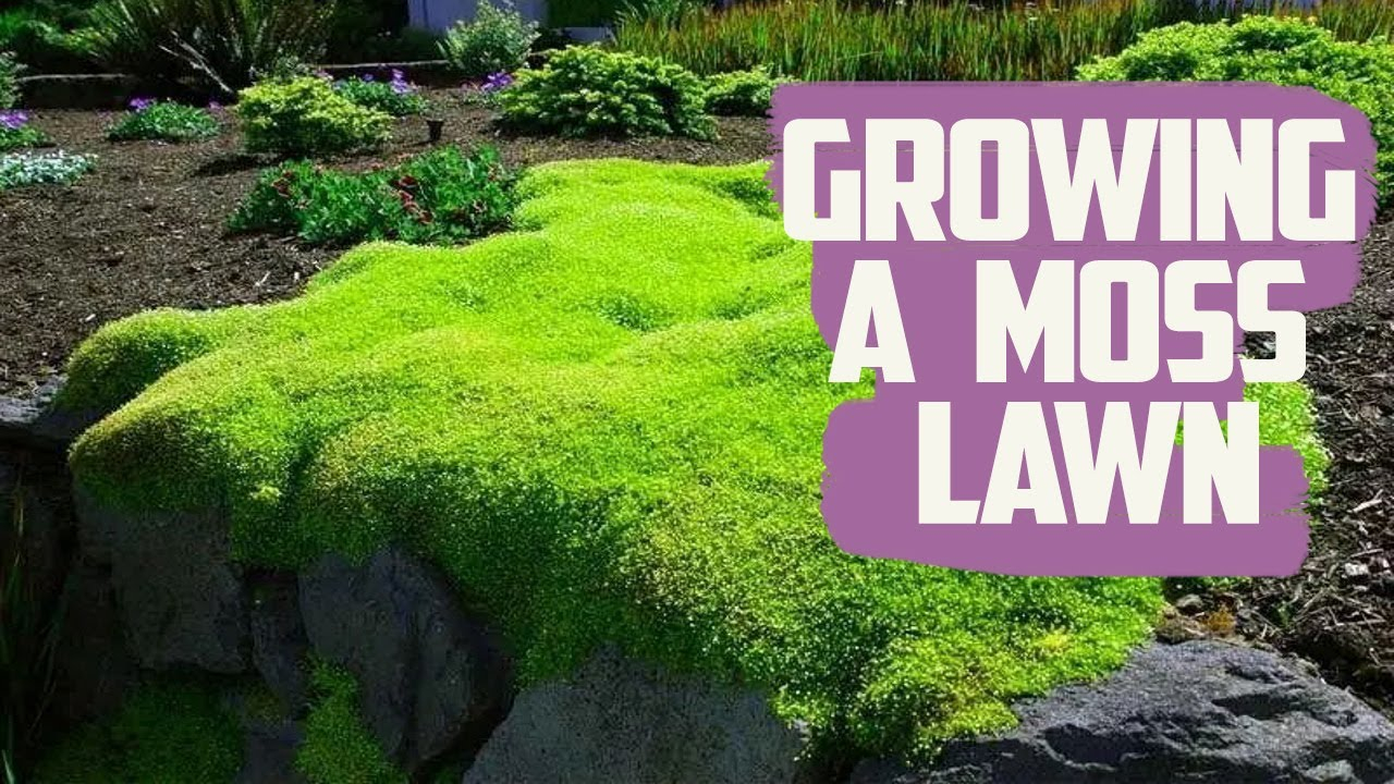 Irish Moss Lawn Green Irish Moss – Chelsea Garden Center throughout Moss Lawn Ideas Low Maintenance