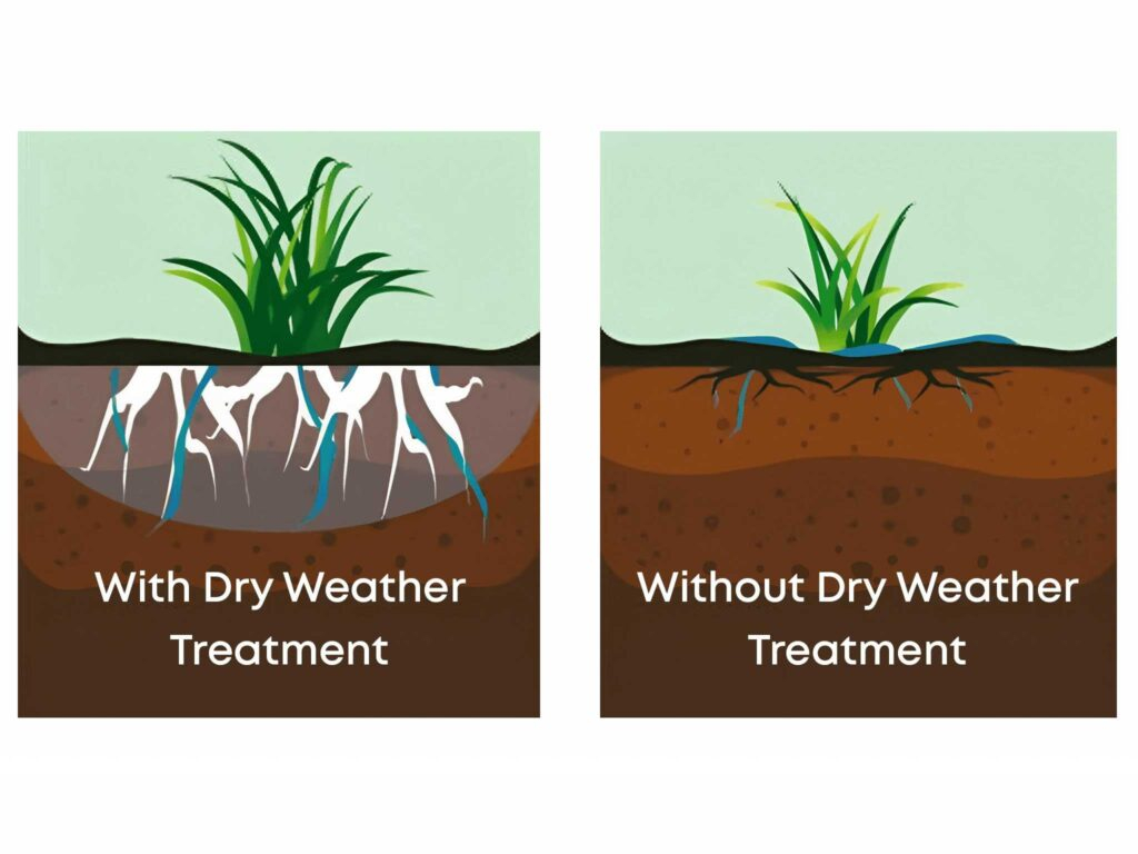Lawn Dry Weather Treatment - Avoid Dry Patches - My Lawn with regard to How To Fix Muddy Backyard Cheap