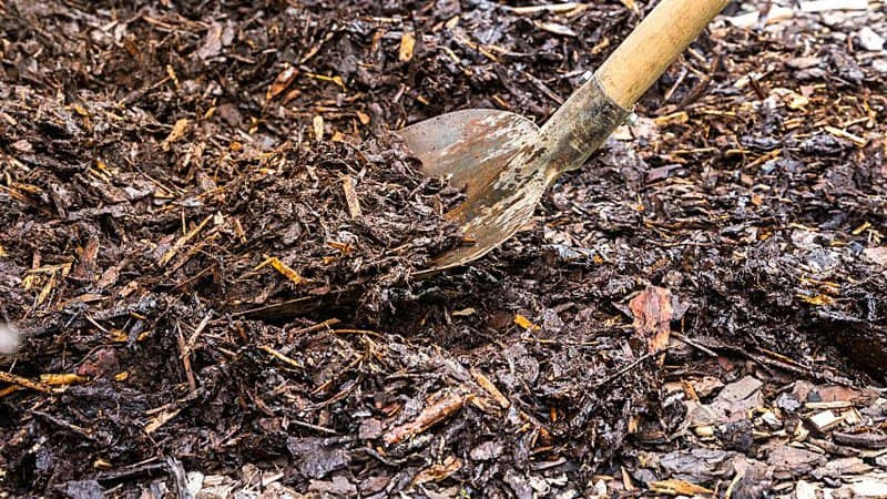 Mulch Much? Why Every Garden Needs It (And When To Use It) within What Gardeners Need to Know About Mulch Color and Plant Health