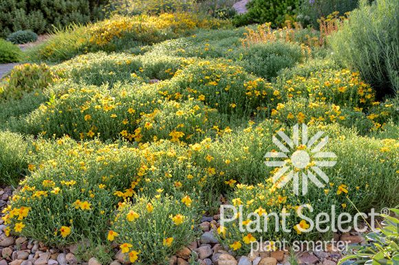 Plant Select - Smart Plant Choices For High Plains And Intermountain ... inside Smart Plant Choices That Keep Your Yard Stable During Heavy Rains