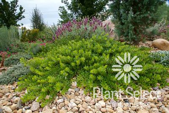 Plant Select - Smart Plant Choices | Plant Select | Plants, High ... with regard to Erosion Control Plants For Slopes