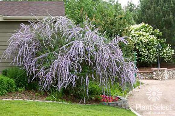 Plant Select - Smart Plant Choices | Plant Select | Water Wise ... with regard to Smart Plant Choices That Keep Your Yard Stable During Heavy Rains