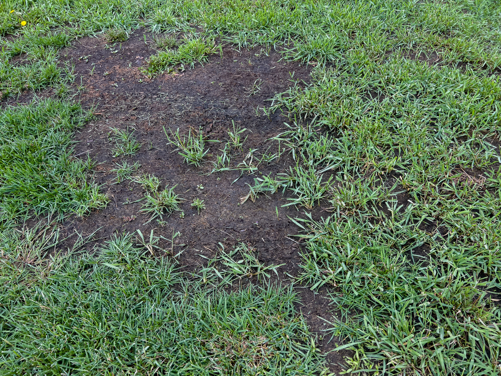 Step-By-Step Guide To Repairing A Patchy Lawn In Autumn - Lawn And Mowers throughout How To Fix Patchy Lawn Naturally