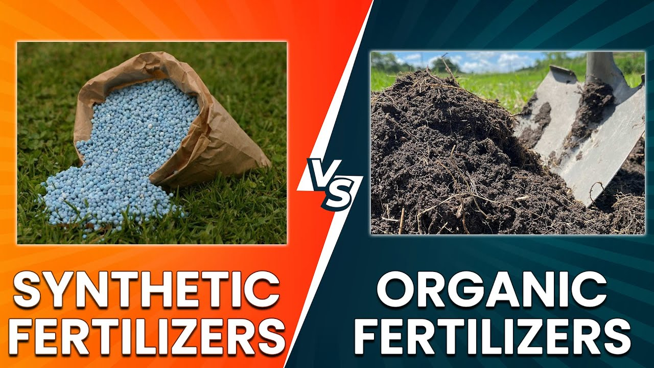 Synthetic Fertilizers Vs Organic Fertilizers: Which One Should You Use ... regarding Best Fertilizer For Green Lawn Home