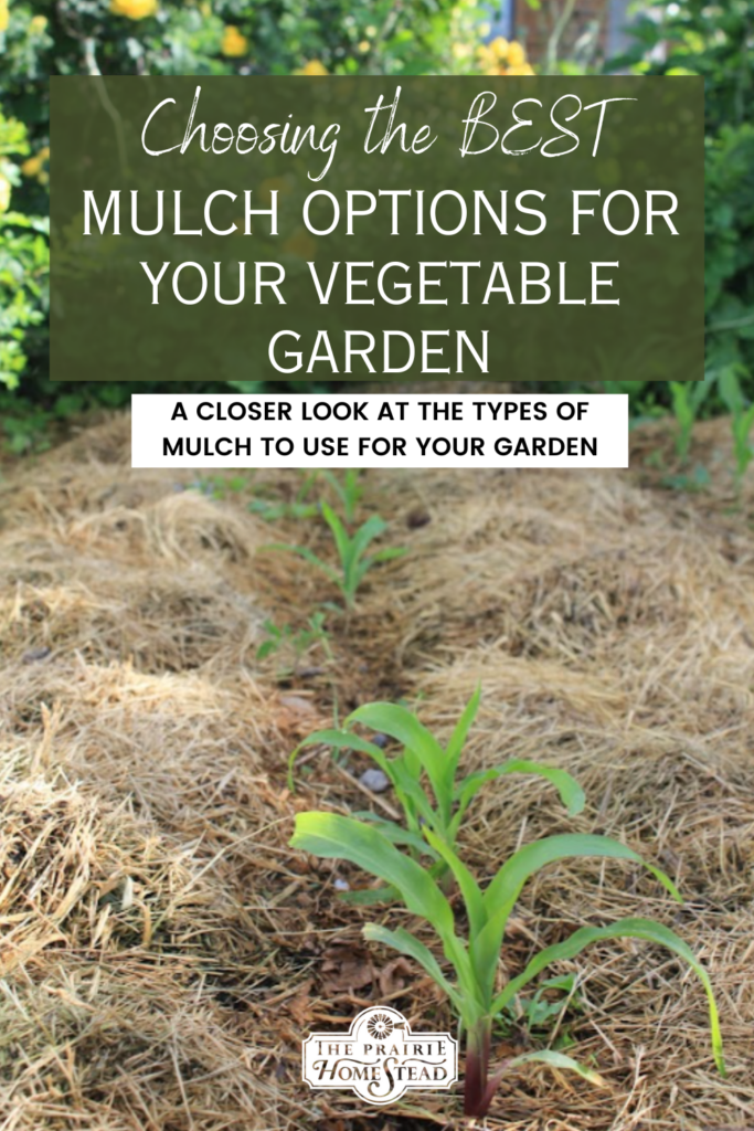 The Best Mulch For Your Vegetable Garden • The Prairie Homestead for What Gardeners Need to Know About Mulch Color and Plant Health