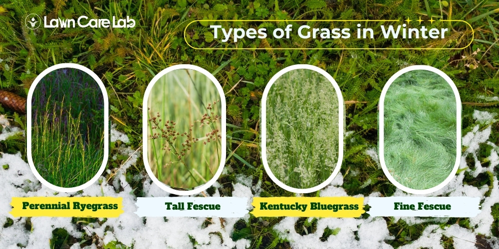 Top Types Of Winter Grass For Lush Lawns This Season with A Guide to Choosing the Right Grasses for Structural Depth and Winter Color