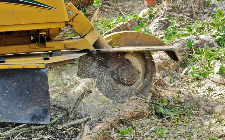 Tree Stump Removal Costs - Milone&amp;#039;s Tree Solutions within Why Hardwood and Large Tree Stumps Cost So Much More to Grind Down