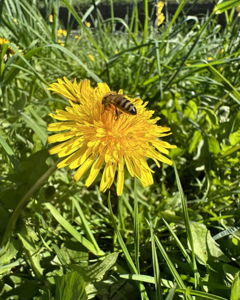 What Makes Dandelions Invasive? [Pro Tips To Control] with How To Remove Dandelions From Lawn Naturally