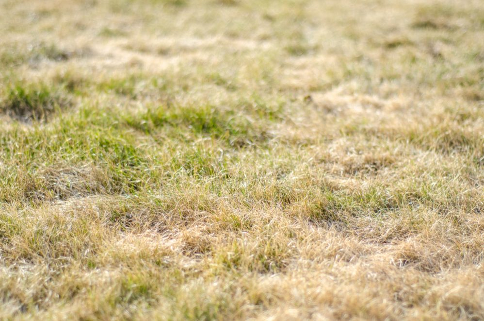 What Should You Do If Your Lawn Is Always Dry? (5 Tips) intended for How To Fix Muddy Backyard Cheap