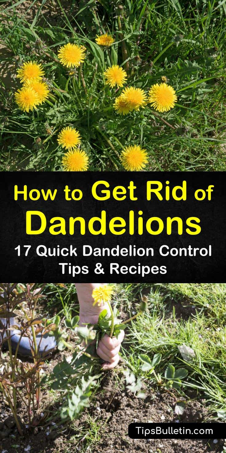 Why Dandelions Are Good For Your Yard At Carly Decosta Blog with regard to How To Remove Dandelions From Lawn Naturally