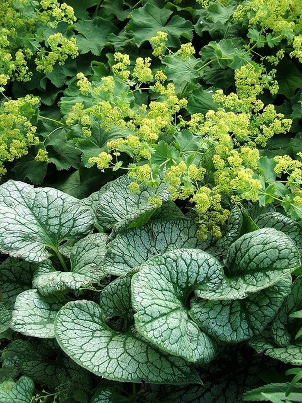 10 Tough Plants For Dry Shade – Artofit for How to choose tough plants that actually survive the dense shade of established trees