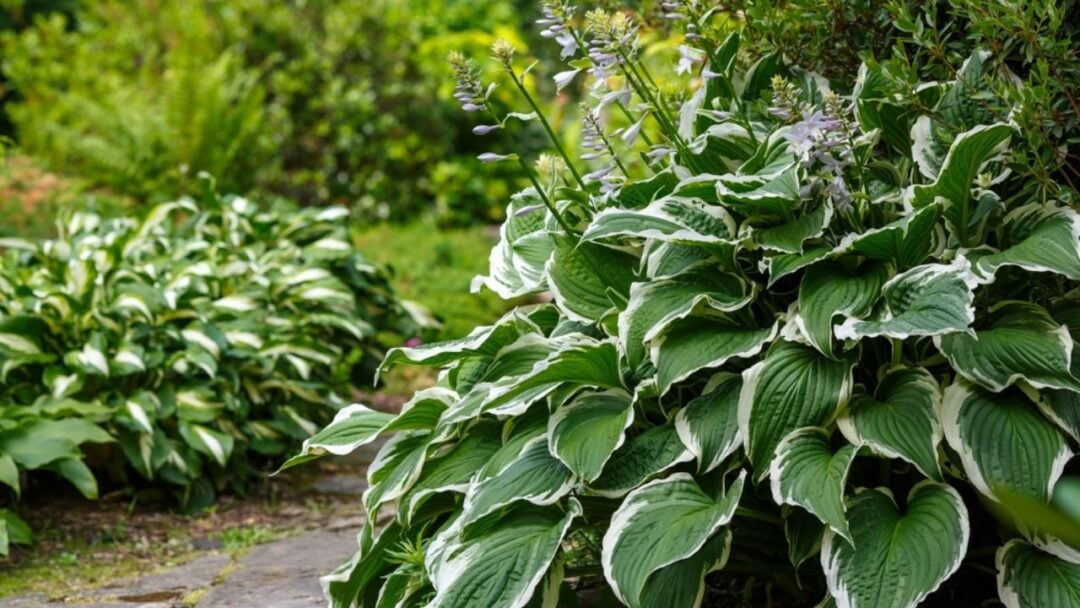 12 Perennials To Divide In Late Summer For Healthier Growth in What horticulturists really think about big box store perennials