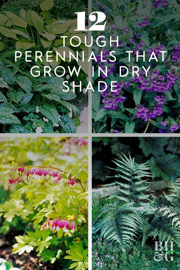 12 Tough Perennials That Grow In Dry Shade | Shade Garden Plants, Shade ... within How to choose tough plants that actually survive the dense shade of established trees