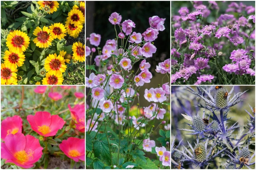 15 Long Blooming Perennials That Flower All Summer Long intended for What horticulturists really think about big box store perennials